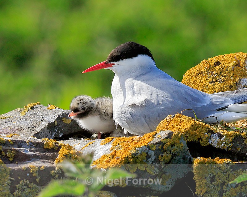 Arctic Tern adult and chick, Farne Islands - Arctic Tern