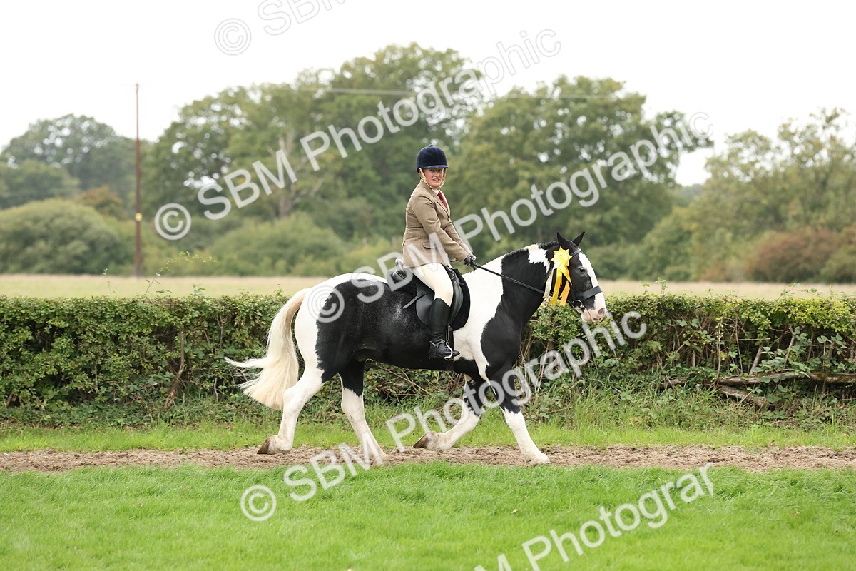 SBM_67338 - S67 - Piebald & Skewbald Horse Ridden