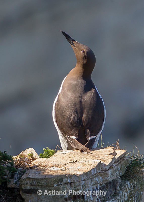 Astland Photography, Bird and Wildlife Images, Susan and Peter Wilson, U.K.
