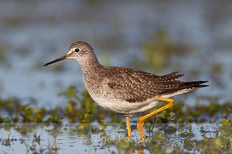 Lesser Yellowlegs (juvenile) on the Port Meadow floods - Lesser Yellowlegs
