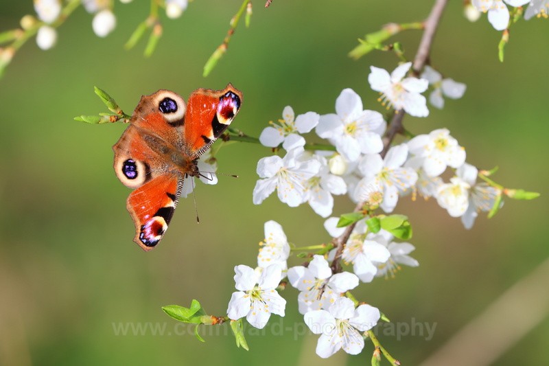 Peacock Butterfly.   ref 3677 - macro and nature.