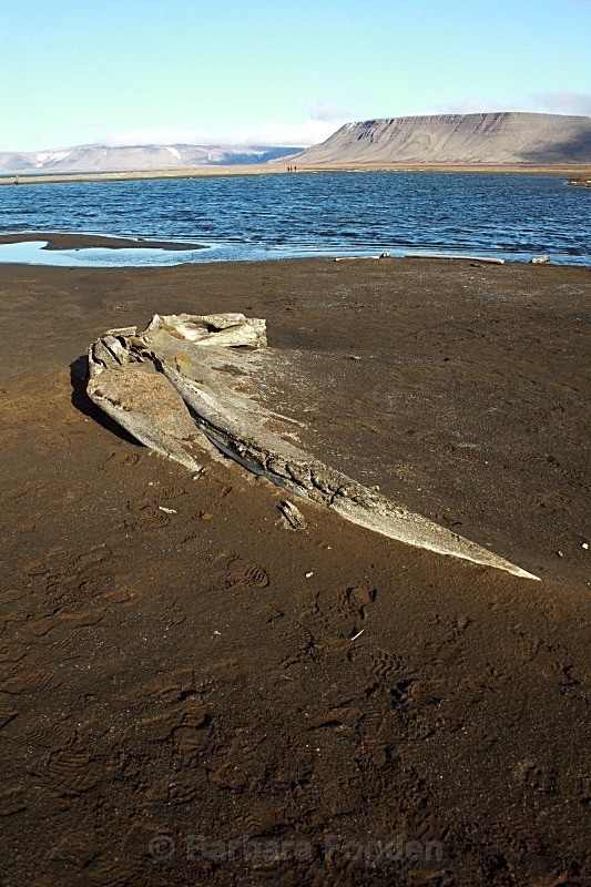 Whale bone 9850 - Summer time