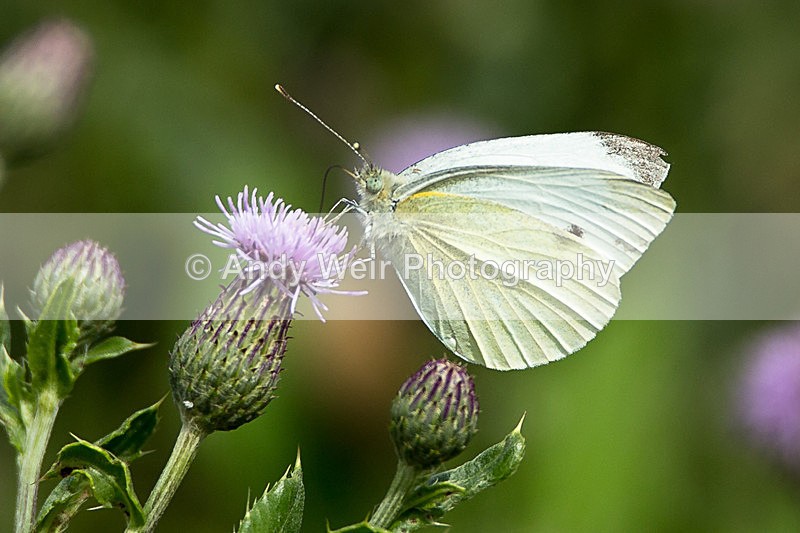 20130727-3K8A5295 - Butterflies & Moths