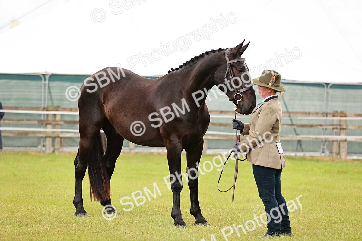 SBM_00782 - Class 26-30 Sport Horse In Hand