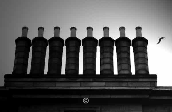Eight Lums and a Seagull. - Photographic Work.