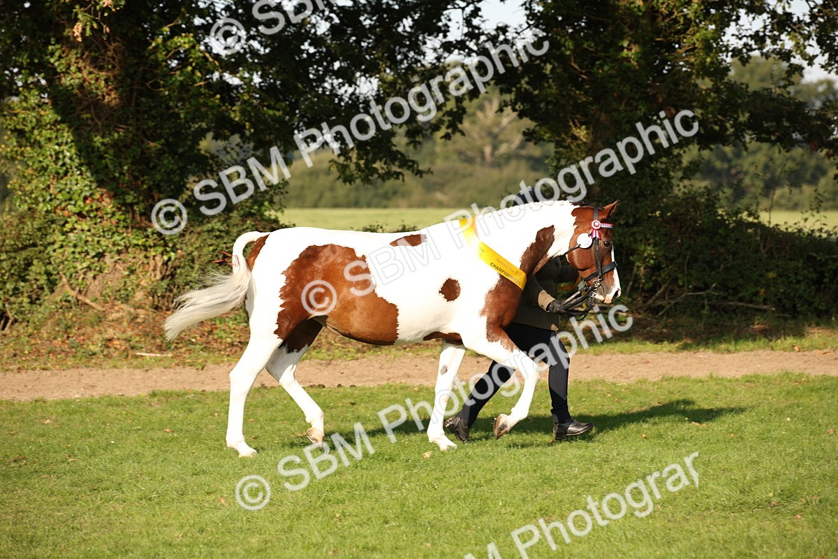 SBM_58778 - S51 - Piebald & Skewbald Horse In Hand