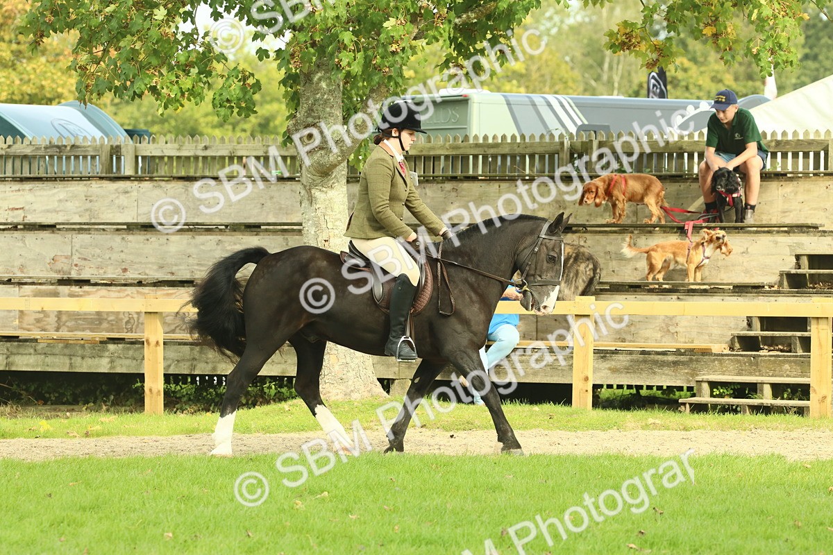 SBM_68182 - S58 - Mini Show Cob Ridden