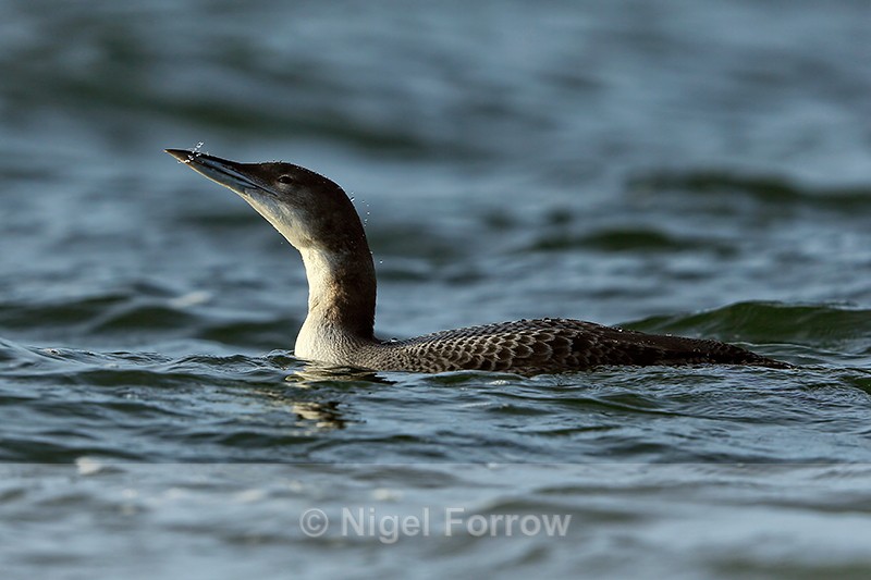 Great Northern Diver shaking head, Farmoor - Great Northern Diver