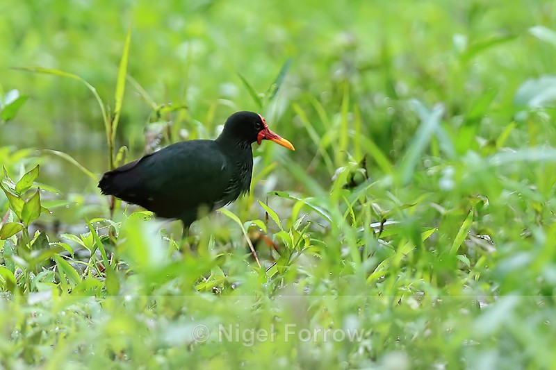 Wattled Jacana (adult), Gamboa, Panama - Wattled Jacana