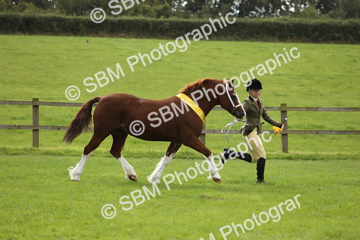 SBM_65558 - S47 - Mountain & Moorland In Hand Large Breeds