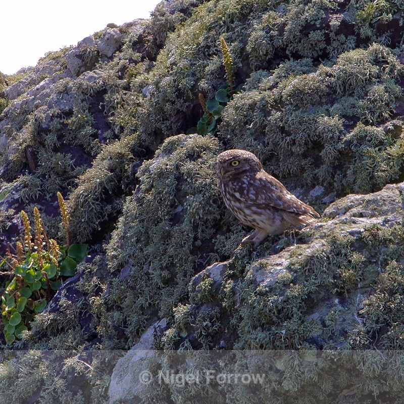 Little Owl perched on a rock - Little Owl