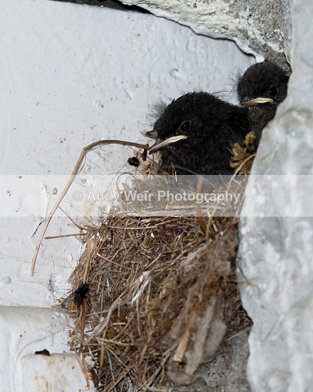 20080723-056 - Redstart