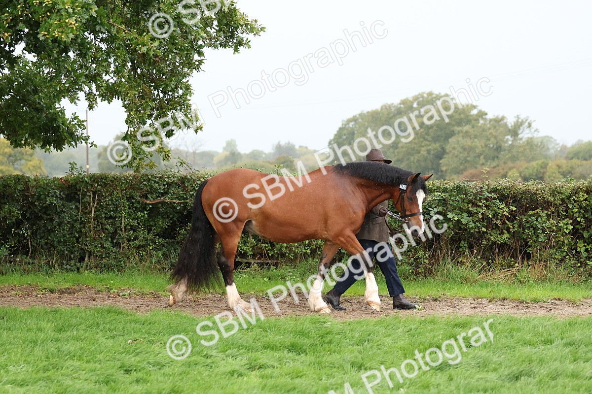 SBM_35266 - S10 - Best In Hand Horse & Pony