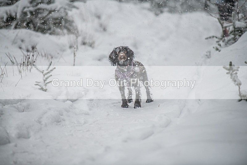 Glentress-2357 - High Terrain Events Glentress 42, 21 & 10K Trail Races Sunday 15th February 2026