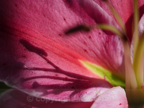 Alstromeira Shadow - MACRO & CLOSE UPS 2