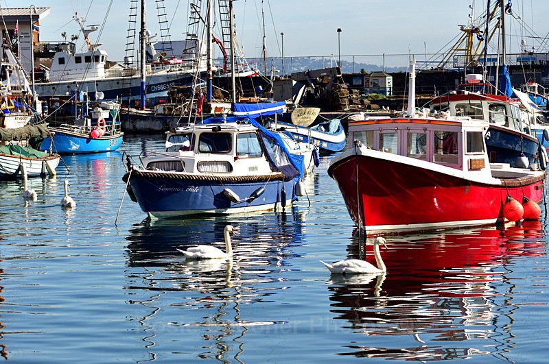 Boats and swans at Brixham Harbour