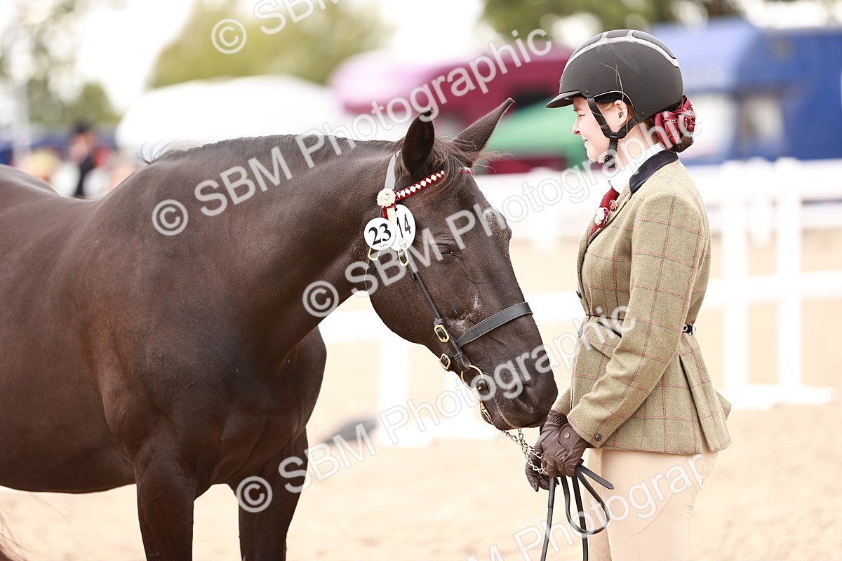SBM_16129 - Class 411 - Prettiest Mare - (IH or Ridden Adult)