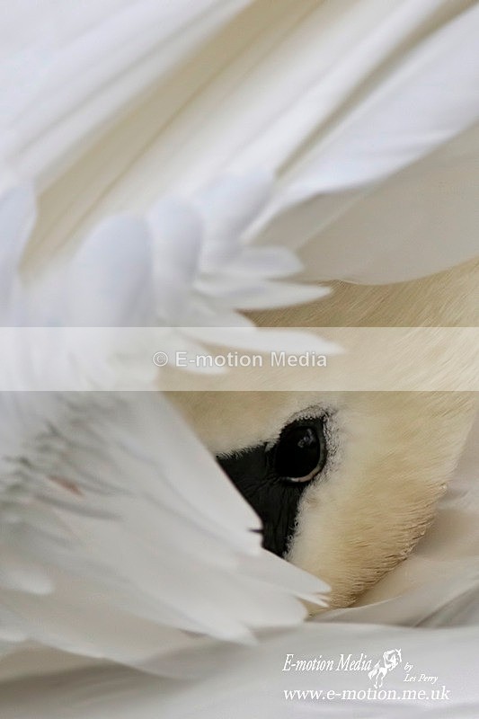 Mute Swan 200116 7 - Nature