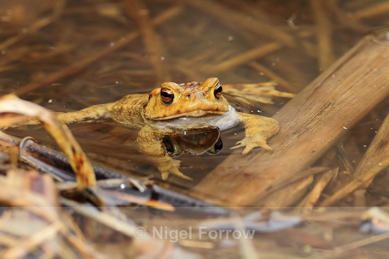 Common Toad in a water-filled ditch at Otmoor - REPTILES & AMPHIBIANS