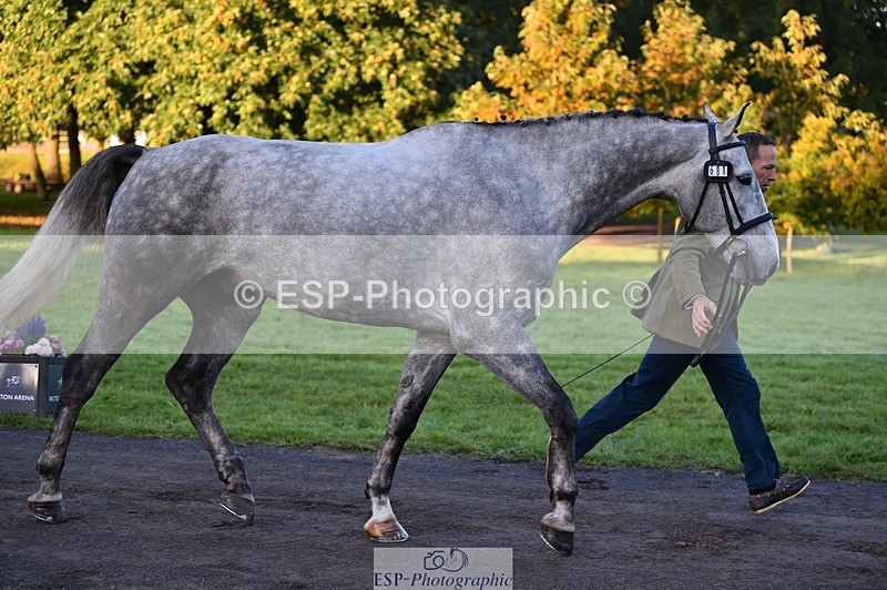 231022-083608-21251 - 681-CAPPA.OREO-Will.van.Ufford-TrotUp+SJ