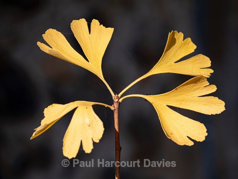 Autumn colour with Ginko (Ginkgo biloba) - Autumn Colours 2020