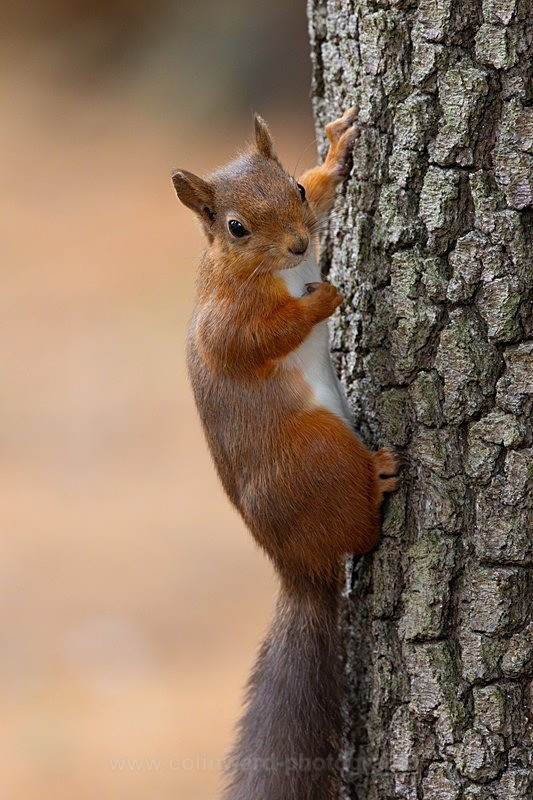 Posing Red Squirrel       ref 115A6527 - macro and nature.