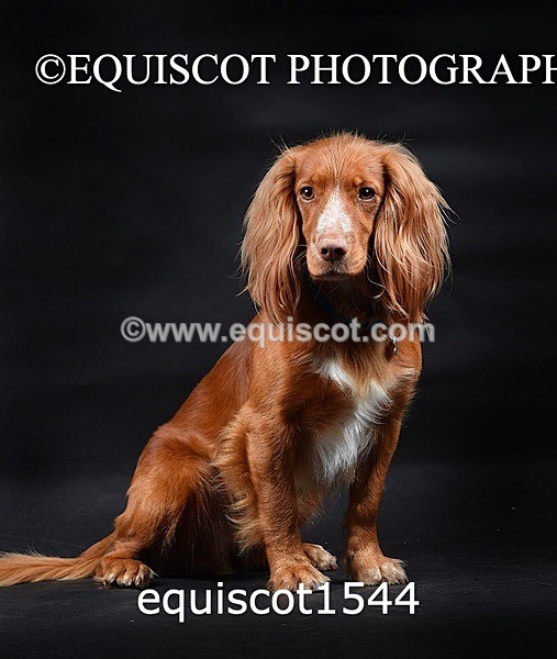 equiscot1544 - COOPER