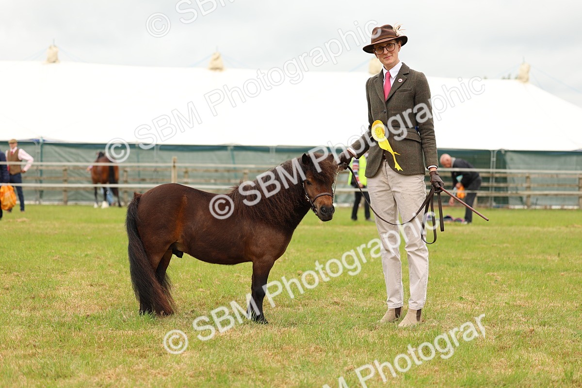 SBM_04498 - Class 64-67 - Shetland Pony In Hand