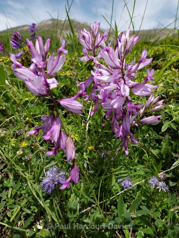 Greater  Milkwort ( Polygala major) - Gargano - Wild Flowers