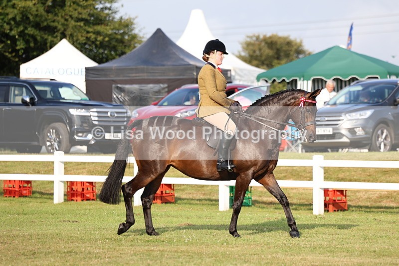 3E7A7643 - Class 1: Rising Star Small Hack/Riding Horses