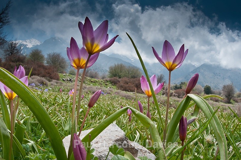  - Plants: wide-angle