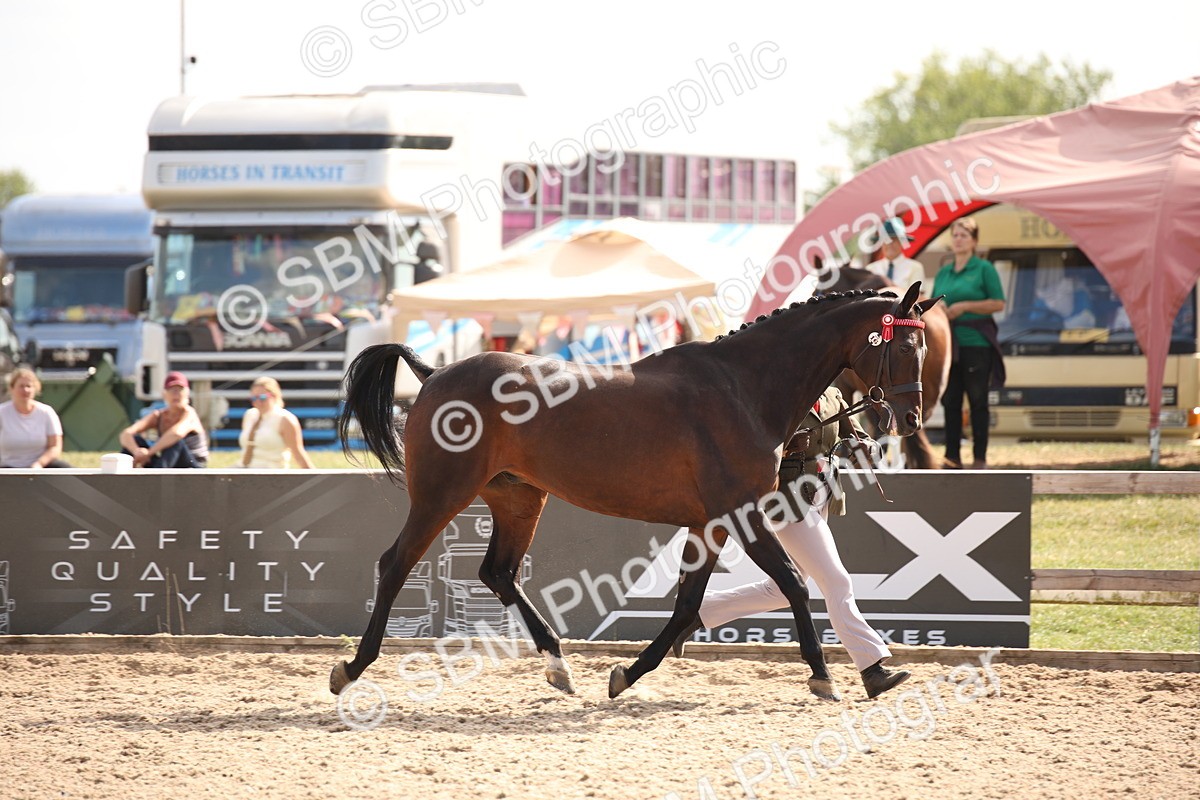 SBM_07044 - Class 25 IH Foreign Breeds- Pure bred