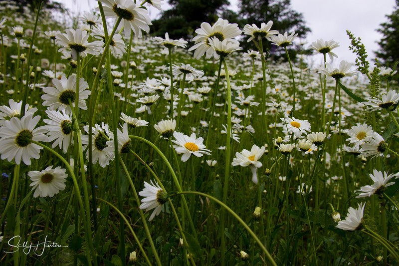 Wild Daisy Fields
