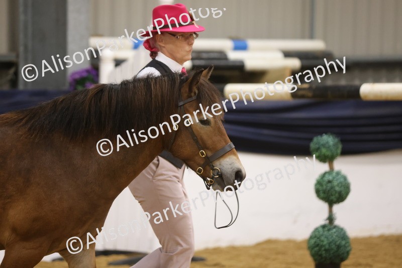 20260913-1006 - Class 109 - Bred On Exmoor In Hand