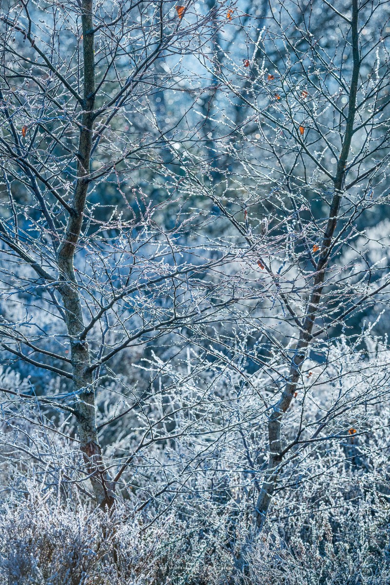 Frosty fork - WINTER