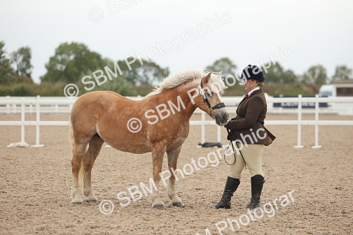 SBM_19384 - Class 317 - IH Pure Bred Horse-Pony