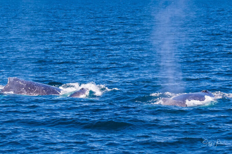 Mother Calf and Escort 4 0A3A8338 - Humpback Whales
