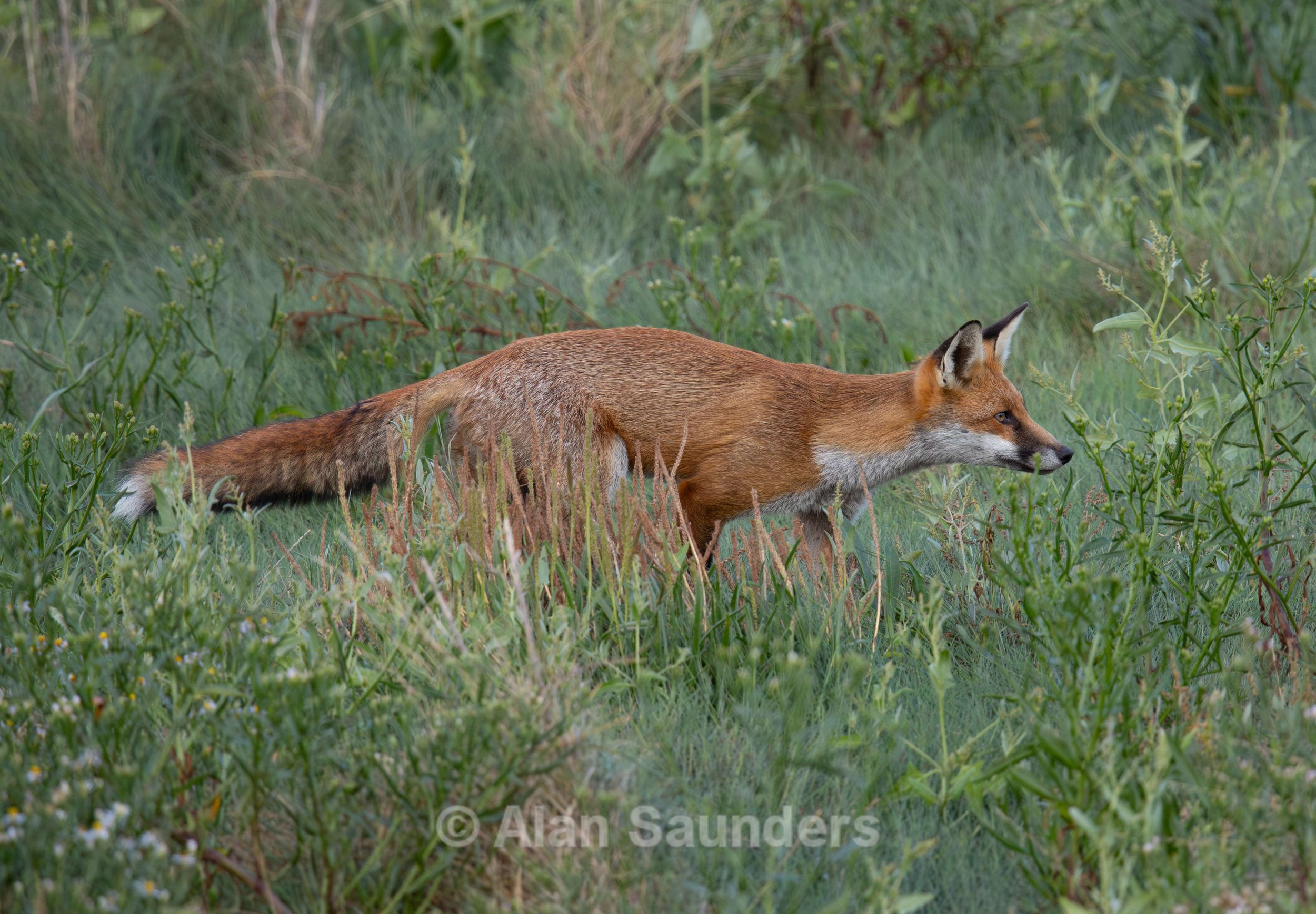Red Fox 6