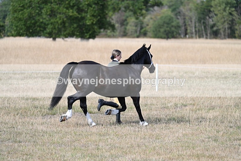 WJ7_8243 - In-hand Championship