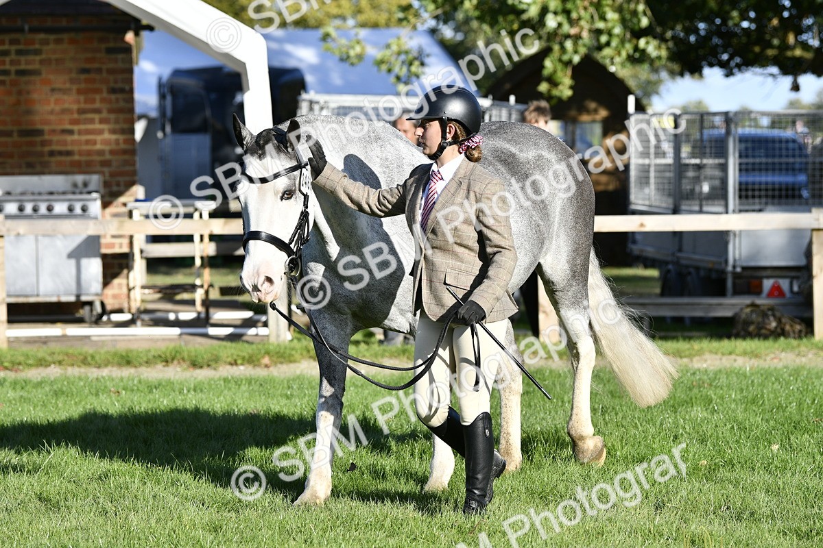 SBM_52242 - S35 - Working Hunter & Working Show Horse