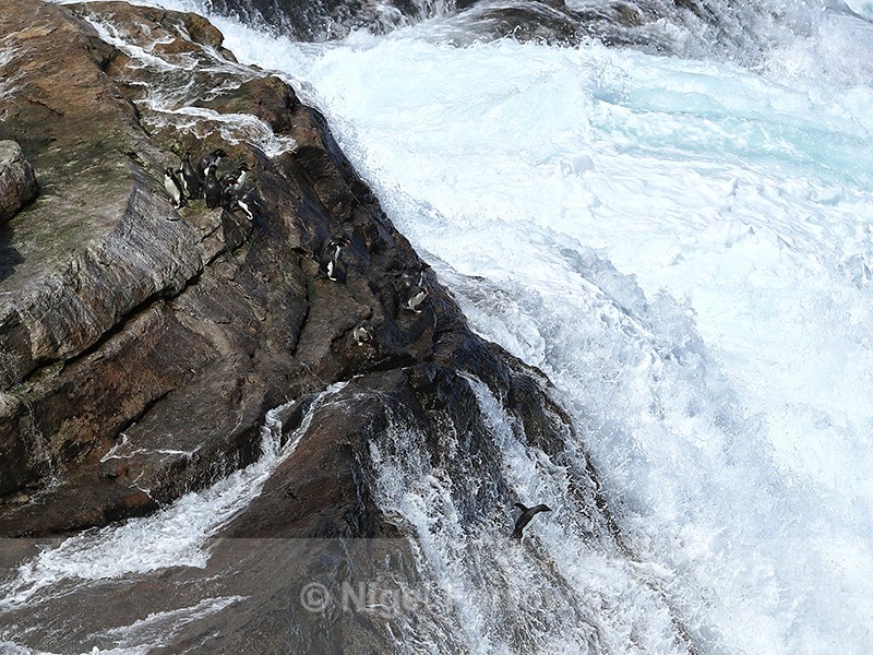 Rockhopper Penguins jumping into rough sea, West Point Island - Rockhopper Penguin
