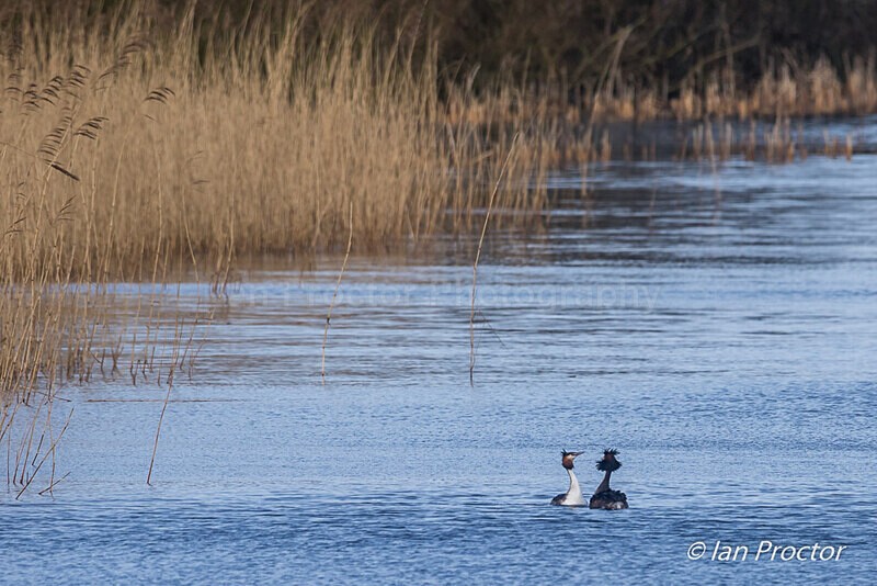 Courting Ritual 1 of 6 - Great Crested Grebes - Nature