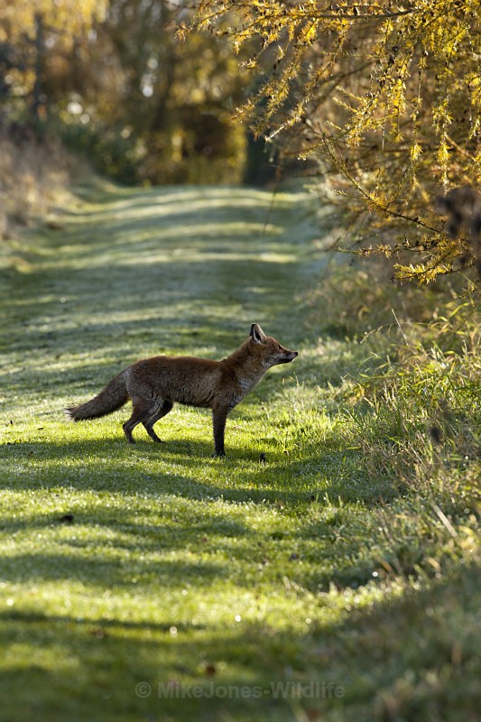 RED FOX 11 - THE RED FOX PORTFOLIO No 1