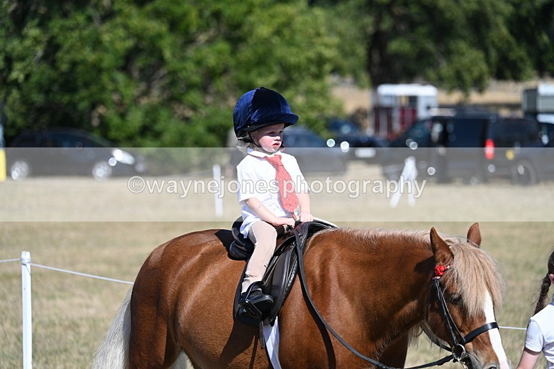 WJ7_1436 - Class 42 Most Handsome Gelding