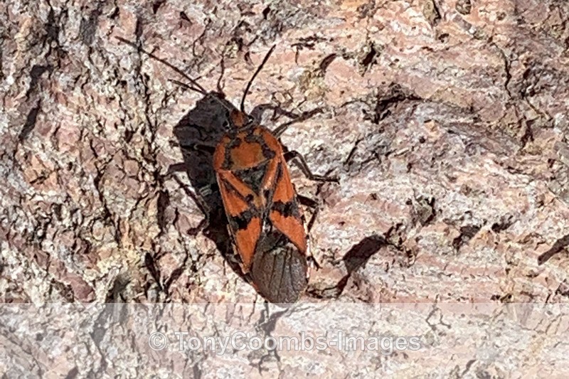 Spilostethus pandurus - Lesvos ~ Various Other