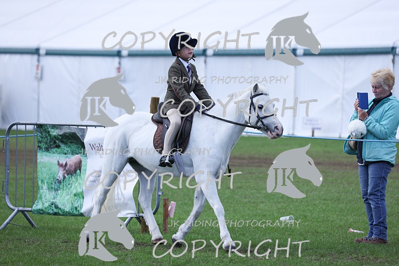 APP_4136 - Class 15a/b Pony club pony/Riding club horse