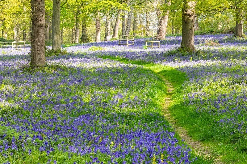 PHEA4028 Blickling bluebells - Landscapes