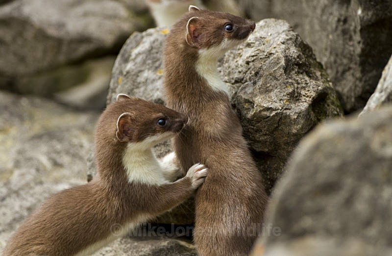 Stoat Kit. Conwy, ref st 4 - STOATS (KITS)