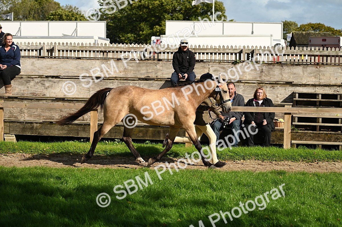 SBM_24990 - S5 - Novice & Newcomer In hand