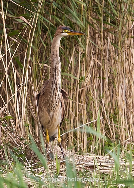 Astland Photography, Bird and Wildlife Images, Susan and Peter Wilson, U.K.